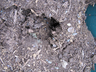 mouse or other four legged critter hole