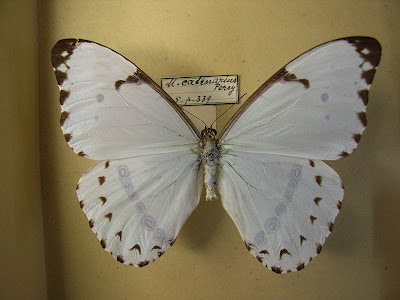 Morpho epistrophus Morpho epistrophus