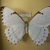 Morpho epistrophus