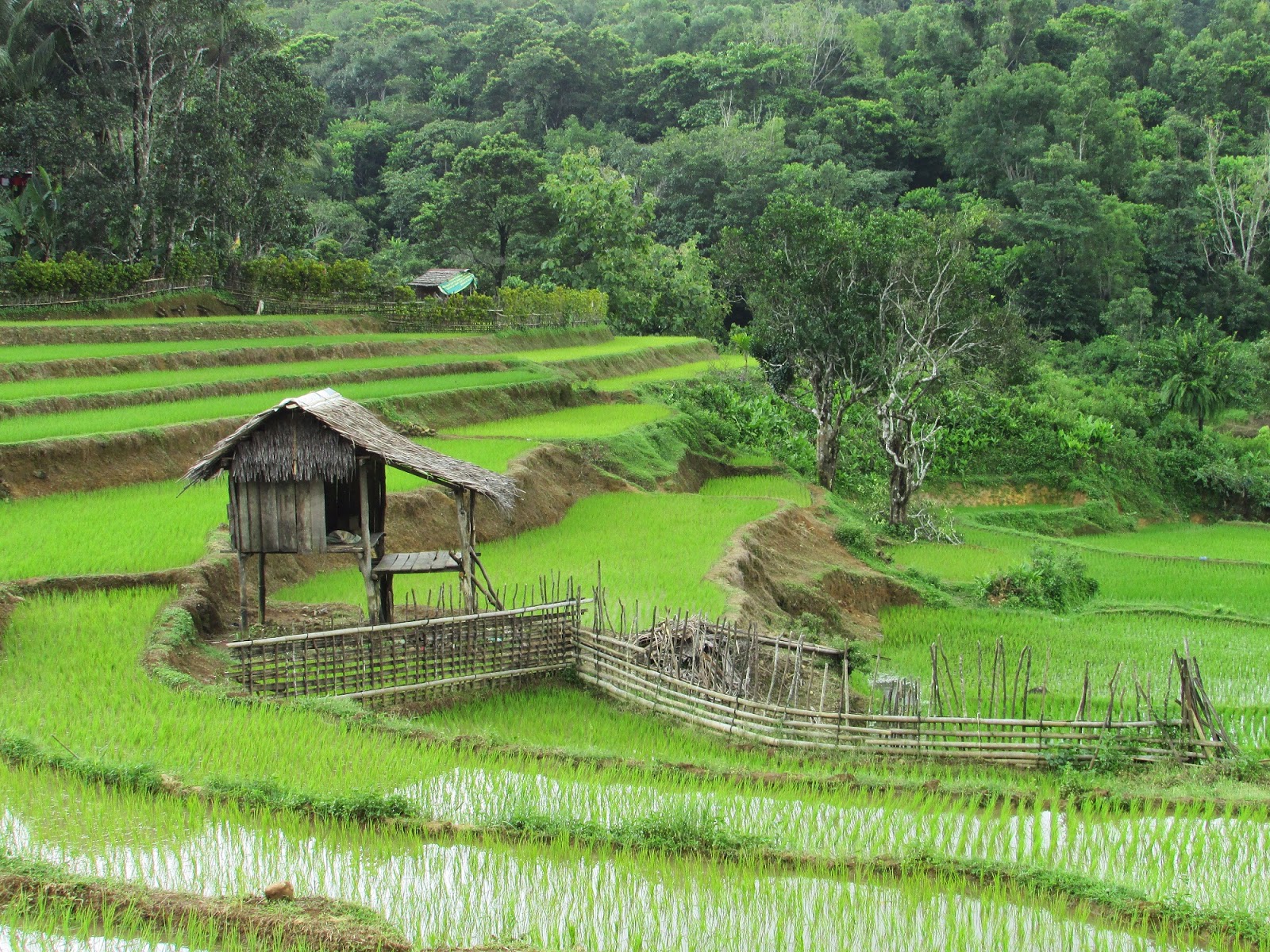 Gambar Wallpaper Pemandangan Sawah - Gudang Wallpaper