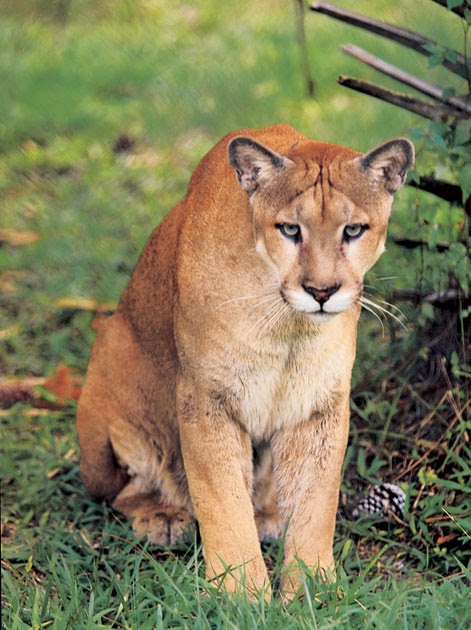 Shannon Tremblay's University Colloquium Journals: Journal 12