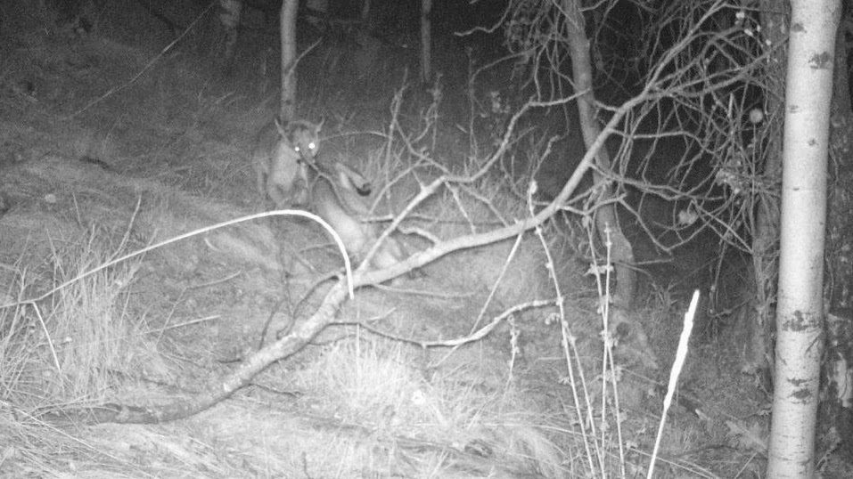 Lac Le Jeune - Life In Our Community: Cougar in the ... Lac Le Jeune - Life In Our Community: Cougar in the ...