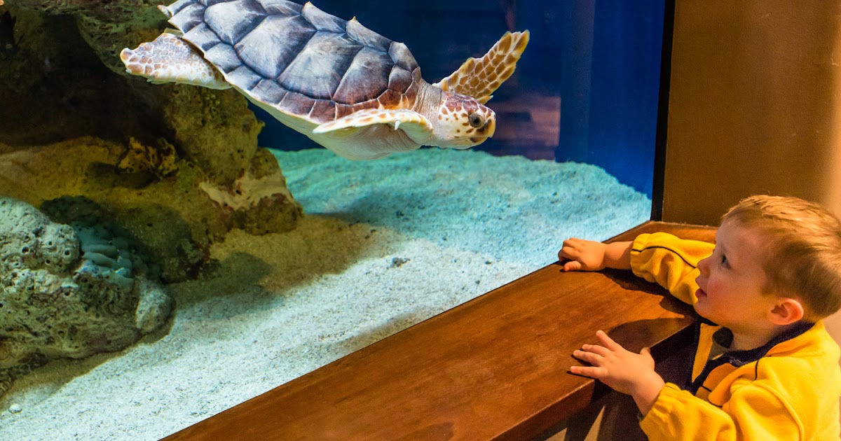 VanessaK Visit to the Charleston Aquarium