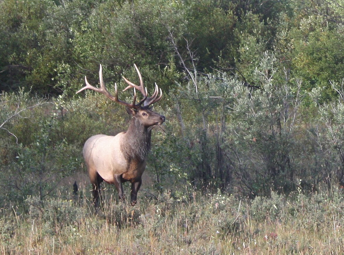 Foothills land for sale Plants and animals
