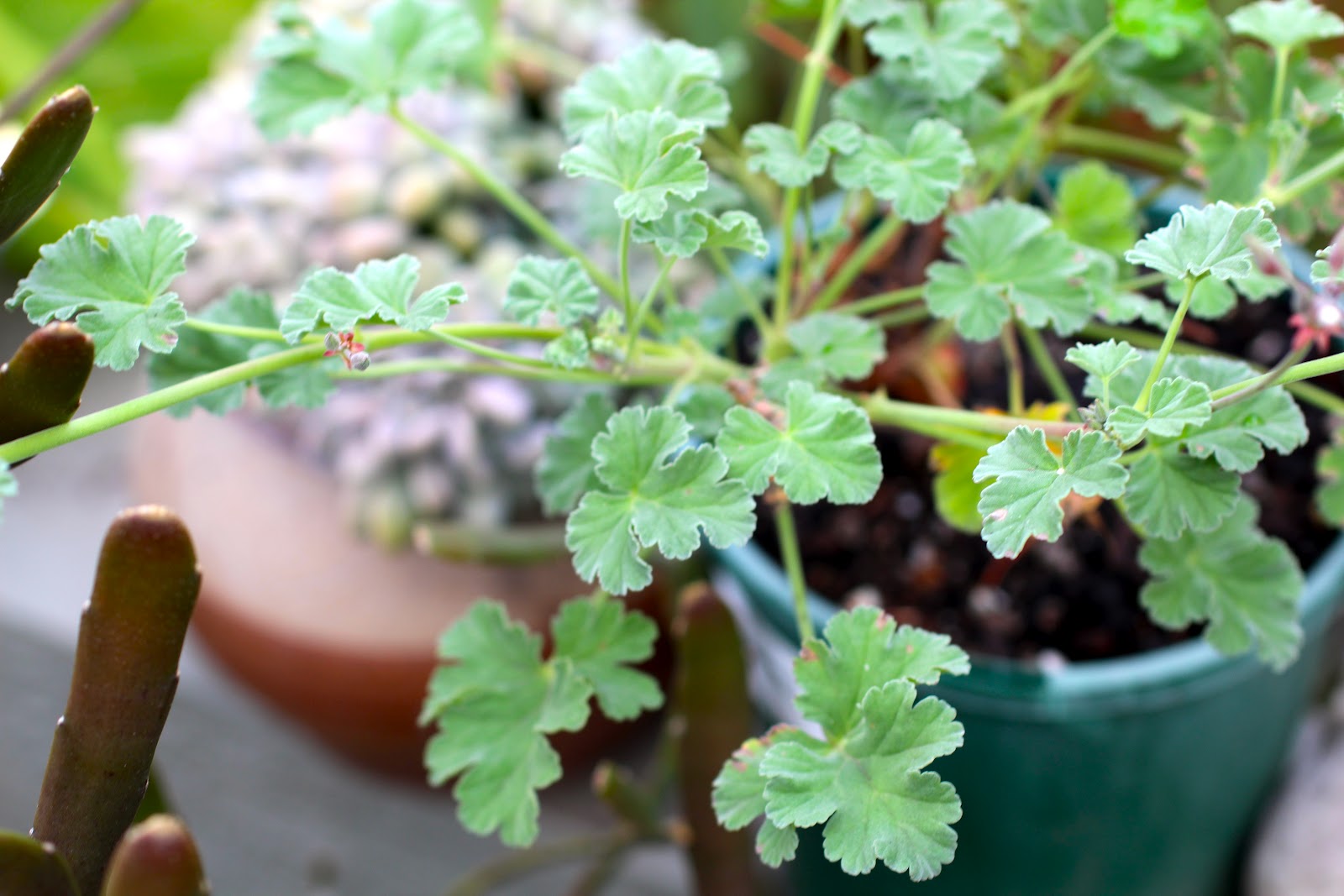 Florez Nursery Nutmeg Geranium, Pelargonium fragrans