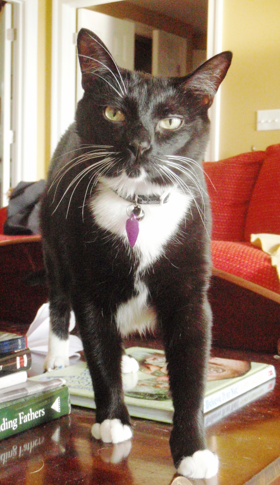 Whats That One Show With The Black And White Cats Whats That One Show With The Black And White Cats