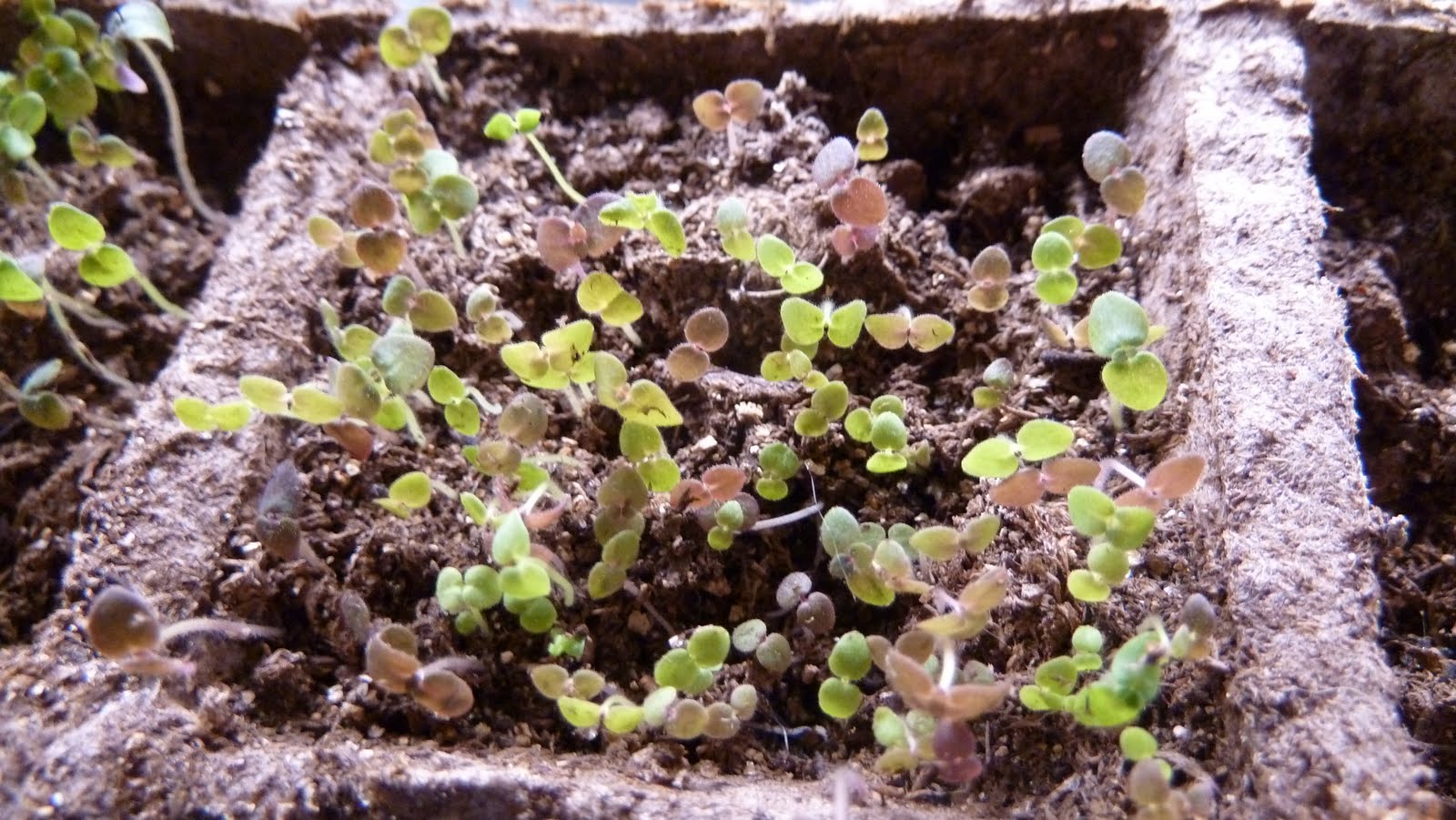 Snapdragon Sprouts