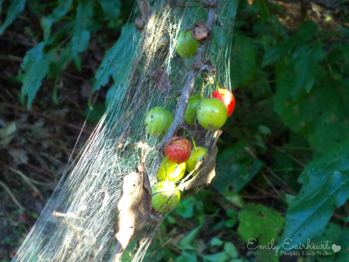 Cherries and a tree branch in a spider web.