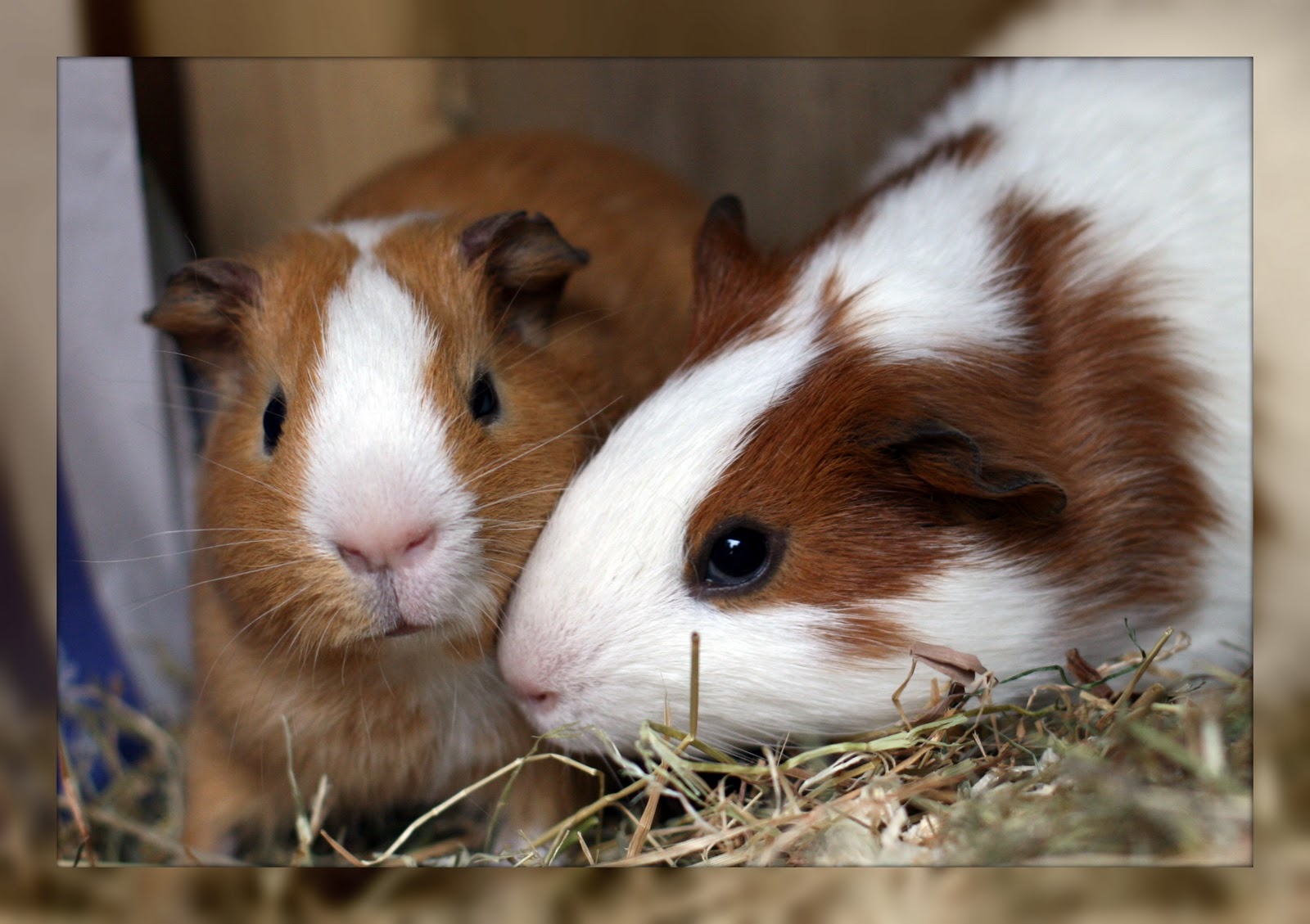 Bedtime Stories Guinea Pig