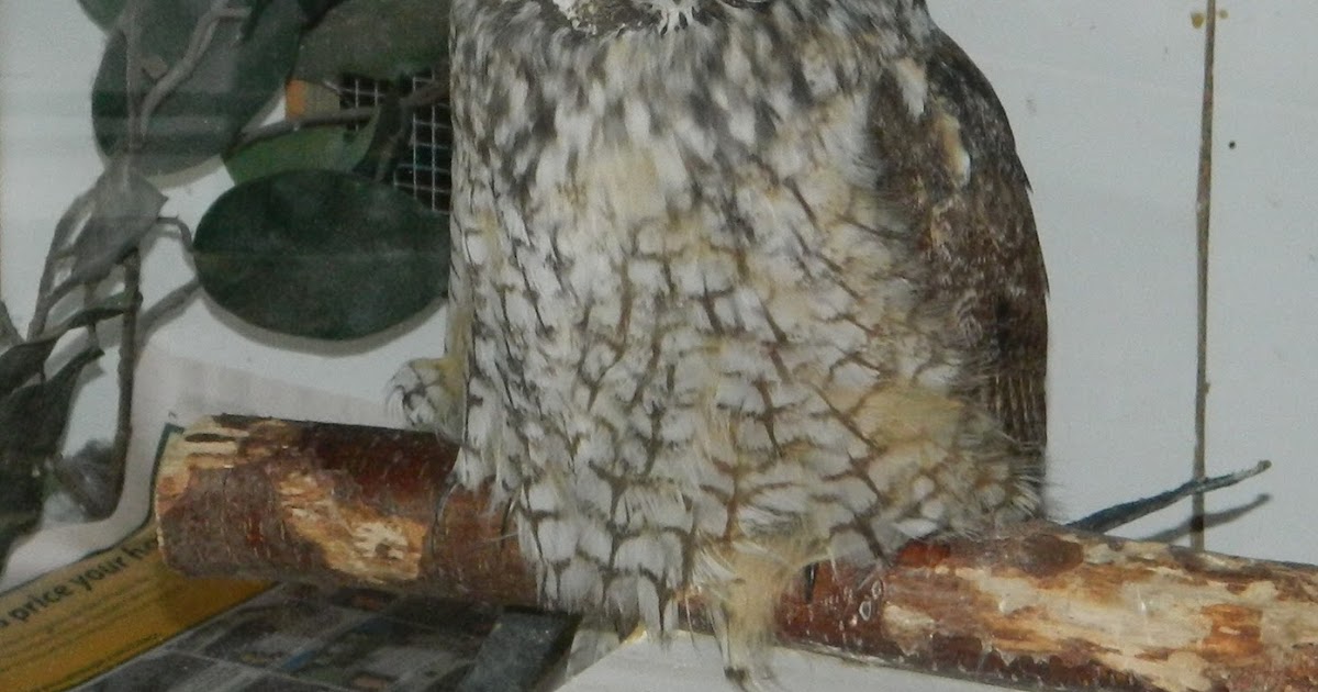 Nature in a Nutshell Wild Wings and Mendon Ponds Park with Mady!