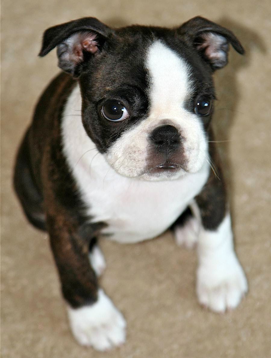Rules of the Jungle: Boston Terrier Puppies