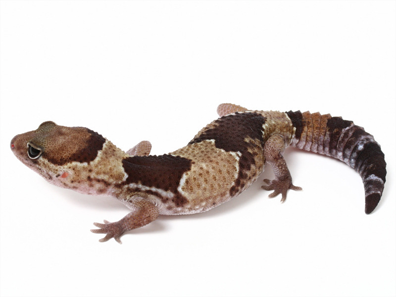 African Gecko