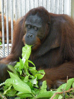 Monte sucking honey from the leaves