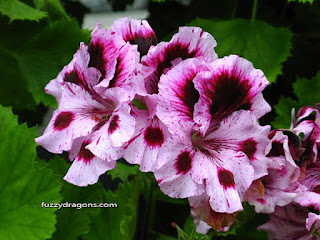 Flowers fuzzydragons.com