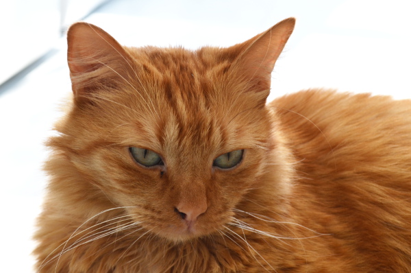 Chat rencontre facebook