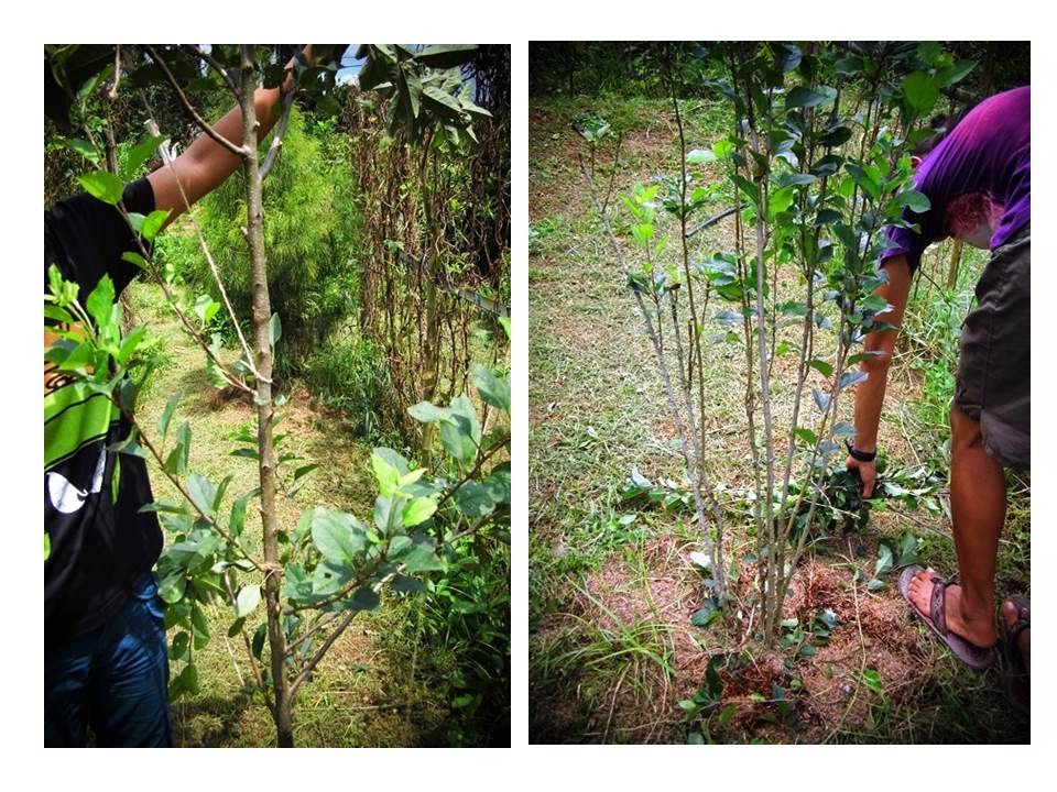 How To Root Apple Tree Cuttings