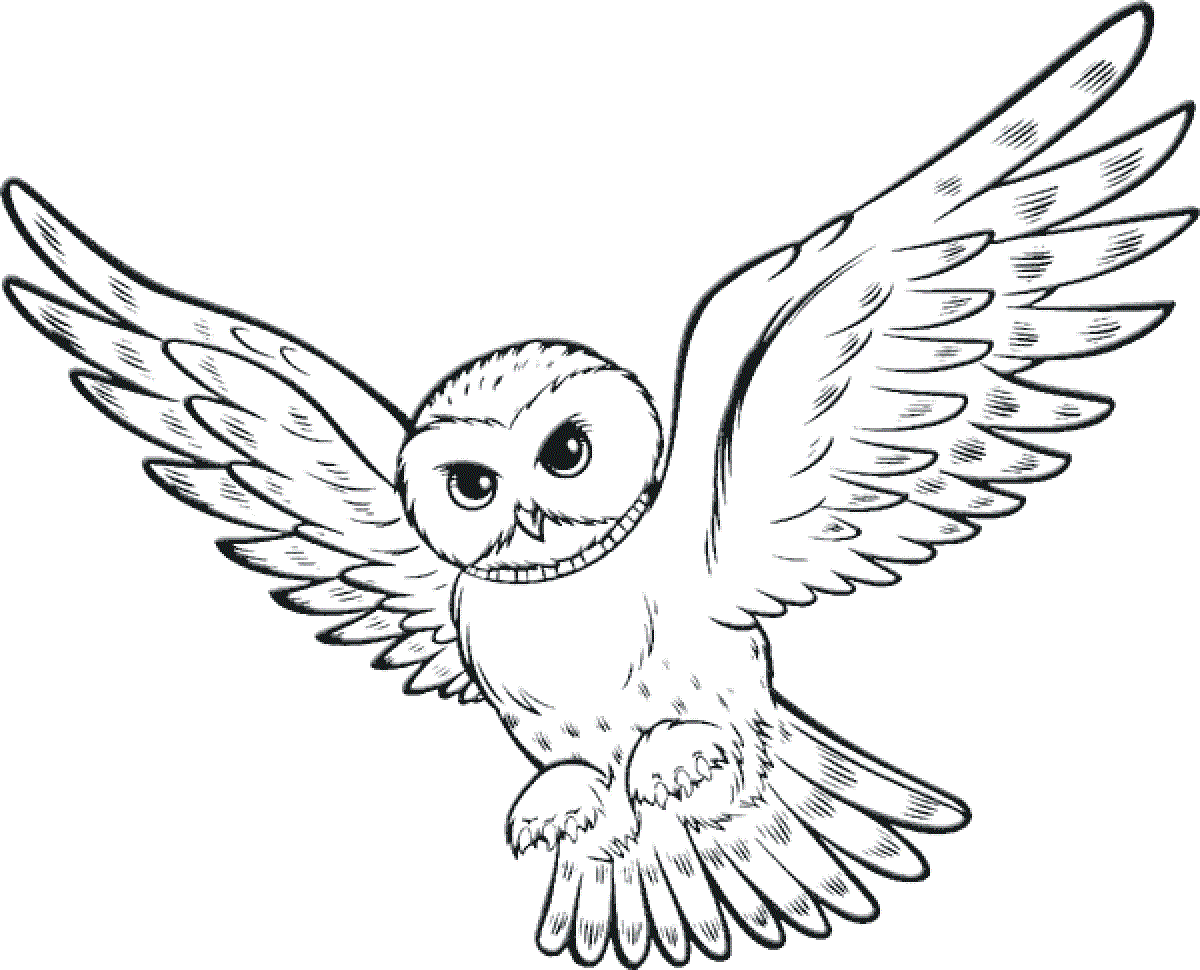 cute and beautiful owl flying colour drawing hd wallpaper