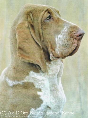 http://4.bp.blogspot.com/-yC1HTCZsm1w/UePNY7i3N9I/AAAAAAAADMU/RlBGXM2PcTs/s1600/fbbram.jpg