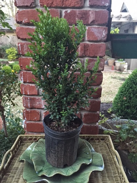 Boxwood Dirt Simple