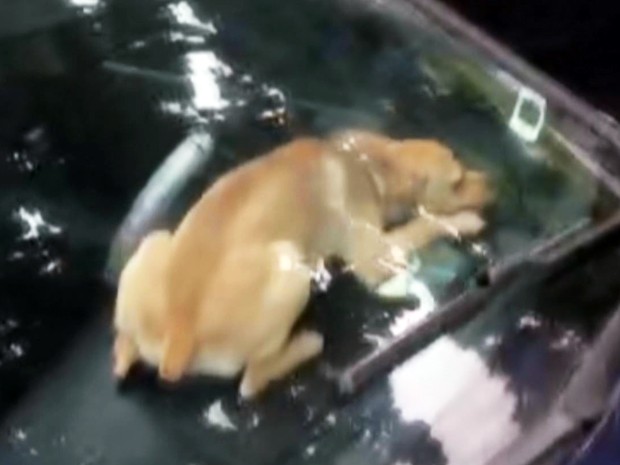 Cão preso dentro de carro em Santos chegou a subir no painel (Foto: Reprodução/G1)