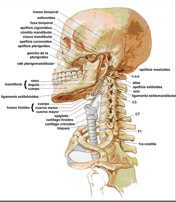 Los preparados al tratamiento de la hernia intervertebral
