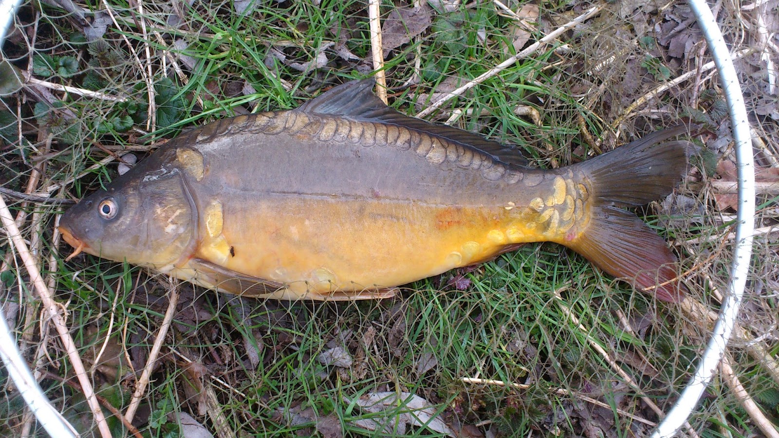 Вложенный файл: