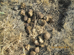 Wild ass spoor  akin to large stone pebbles.