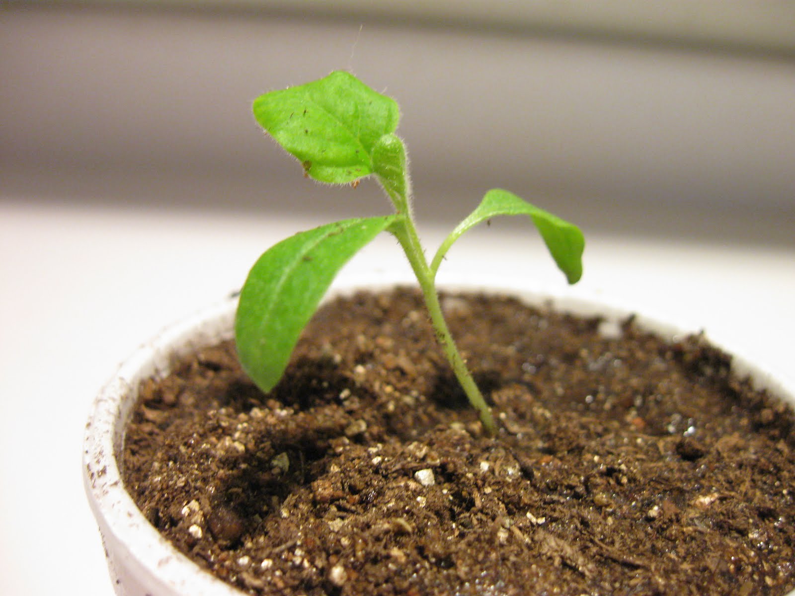 Kentucky Fried Garden Germinating Eggplant and Sweet Peppers