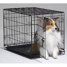 Puppy Crate Training