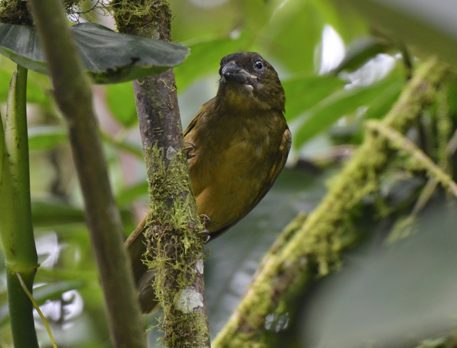 Ochre-Breasted Tanager, Chlorothraupis stolzmanni