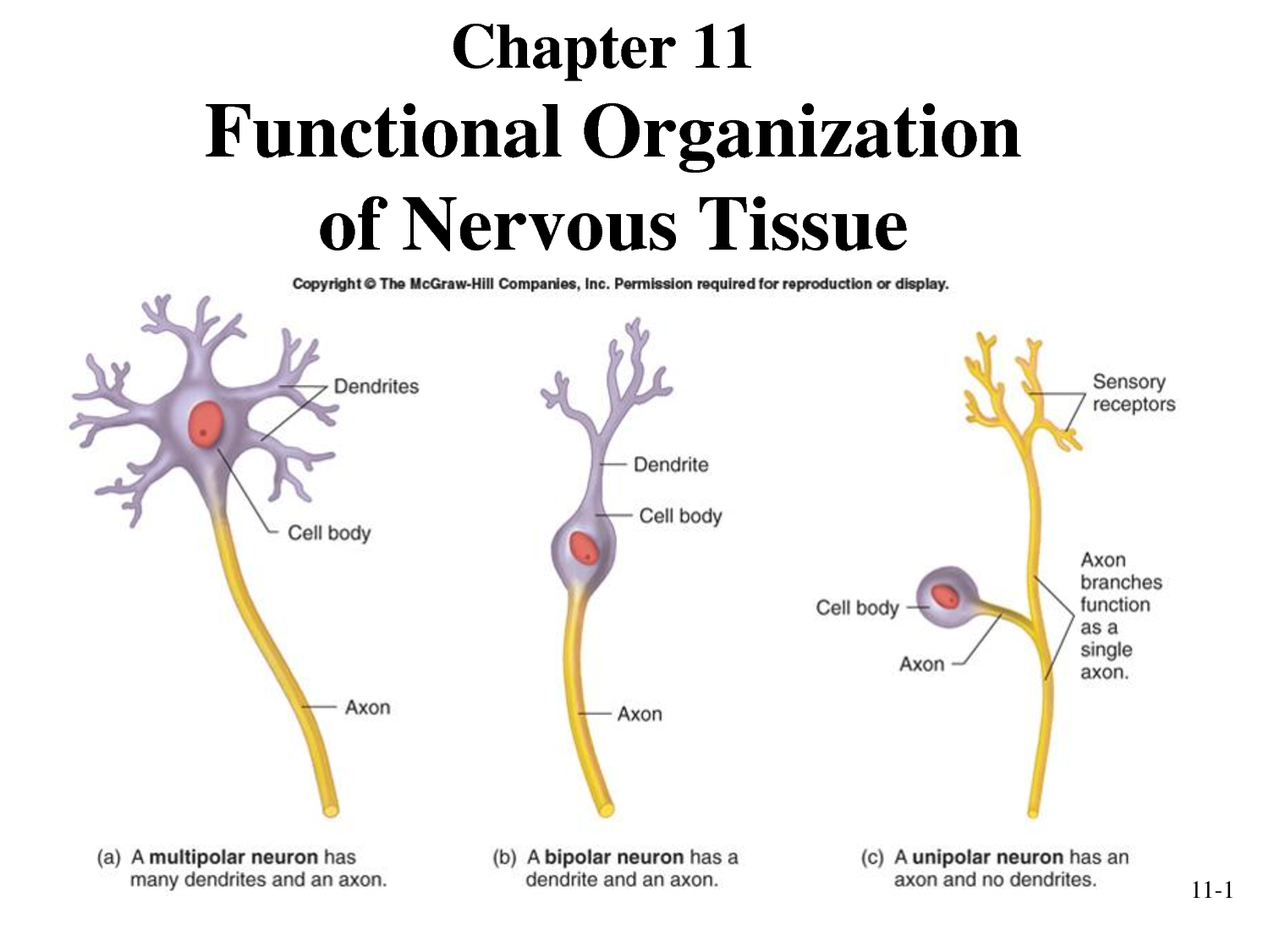 three types of neurons