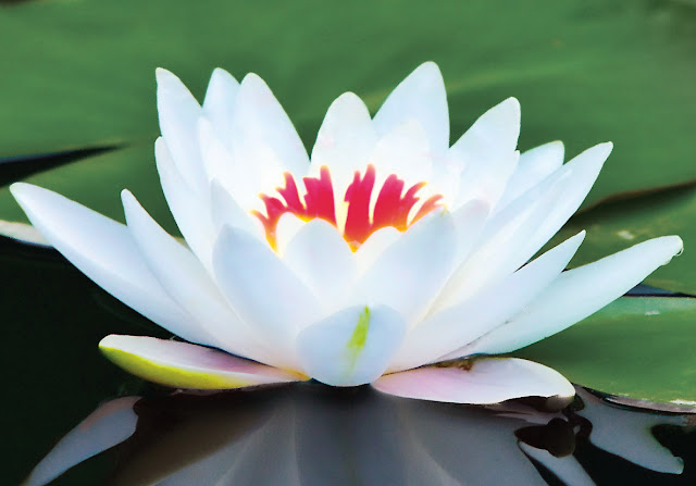 Our Beautiful World: Lotus