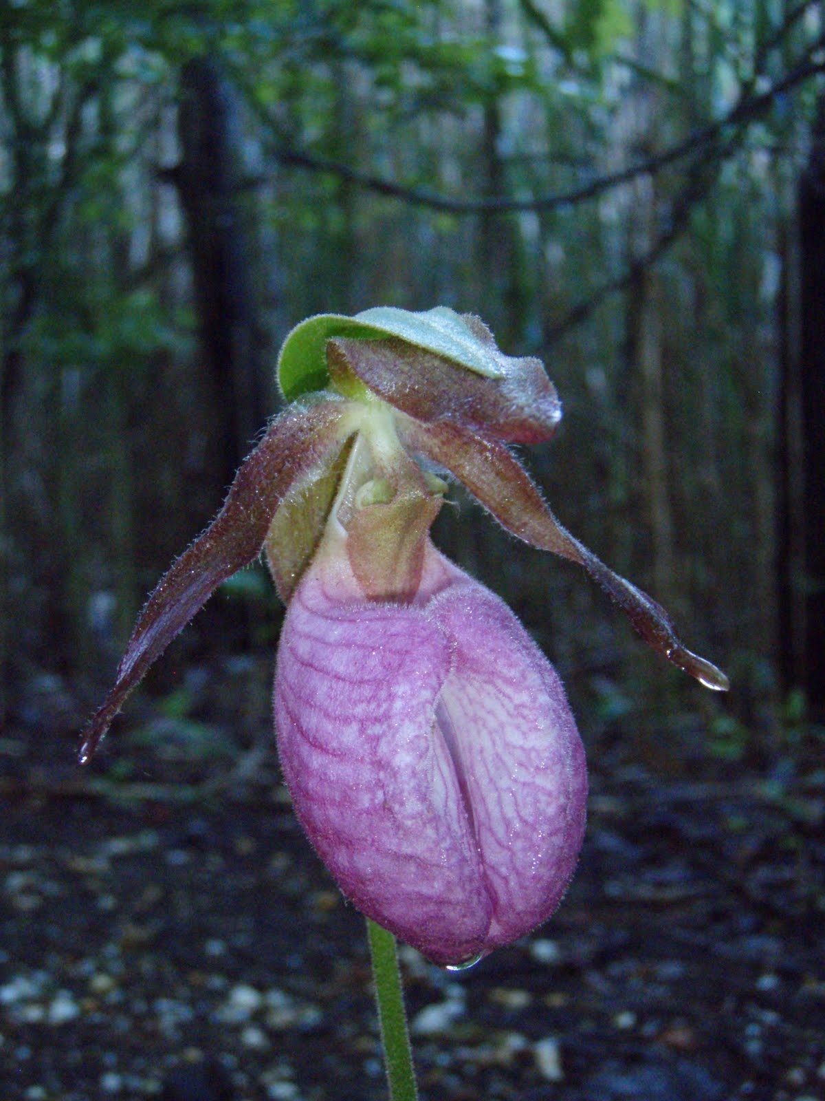 Plants and Wildlife of New Jersey Pink Lady's SlipperCypripedium acaule