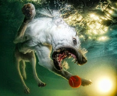 Fotografías de Perros (que parecen) furiosos jugando bajo el agua.