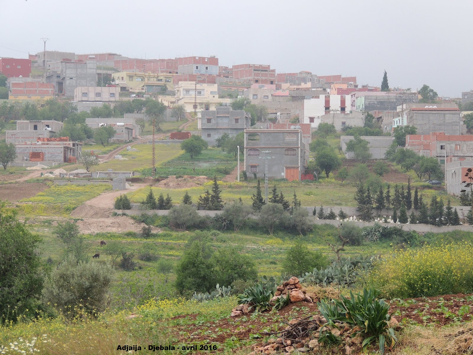 Adjaija - commune Djebala - w de Tlemcen