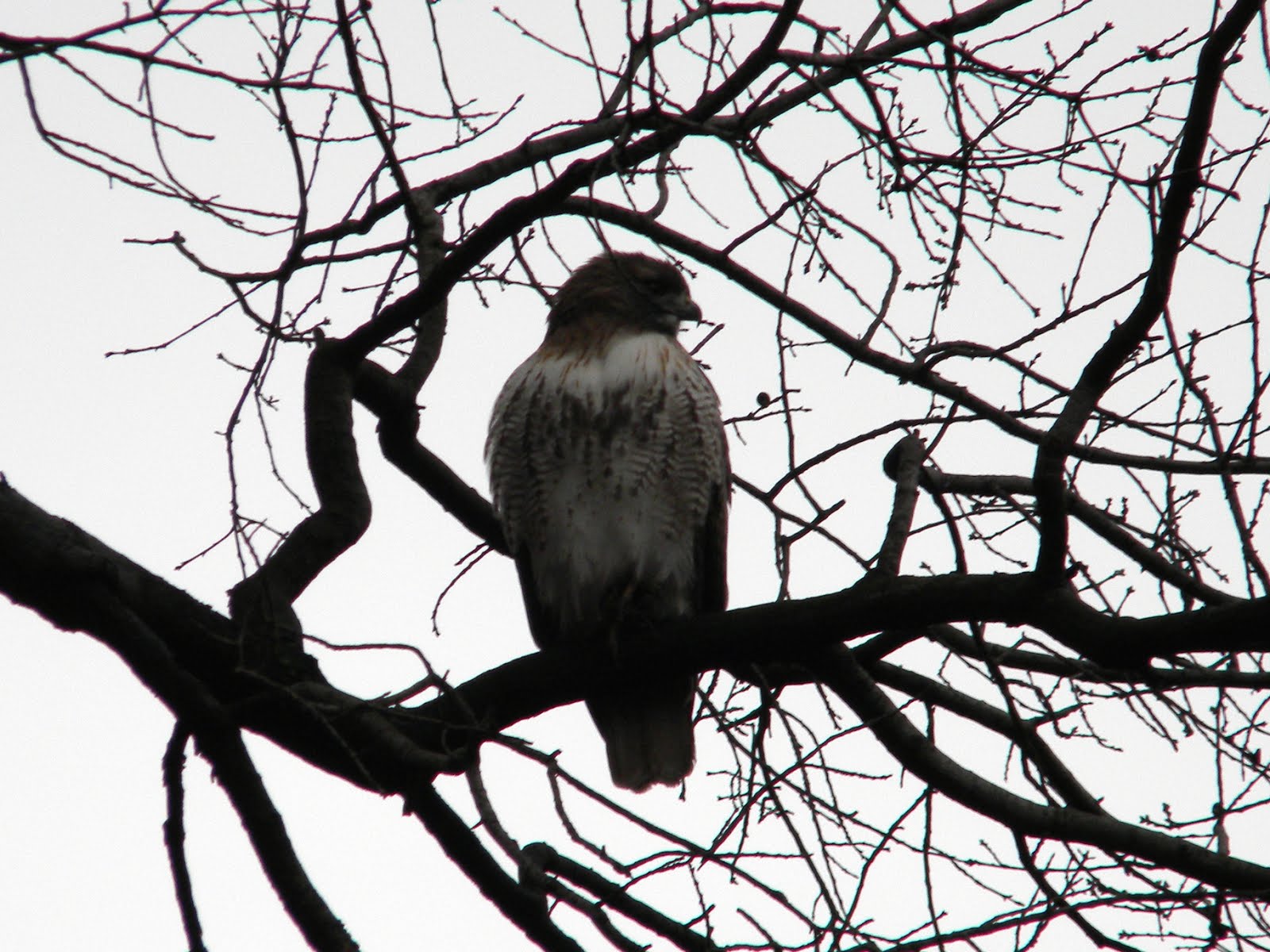 Hawk at Strawberry Fields
