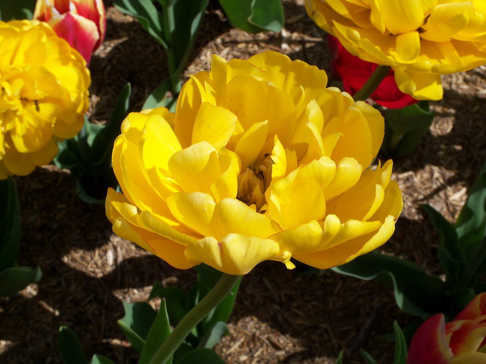 Beyond The Garden Gate Tulips are special!
