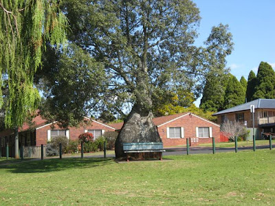 The Queensland Bottle Tree — Brachychiton Rupestris The Queensland Bottle Tree (Brachychiton rupestris) originally classified in the family Sterculiaceae, which is now within Malvaceae, is native of Queensland, Australia. Its grossly swollen trunk gives it a remarkable appearance and gives rise to the name. As a succulent, drought-deciduous tree, it is tolerant of a range of various soils, and temperatures.