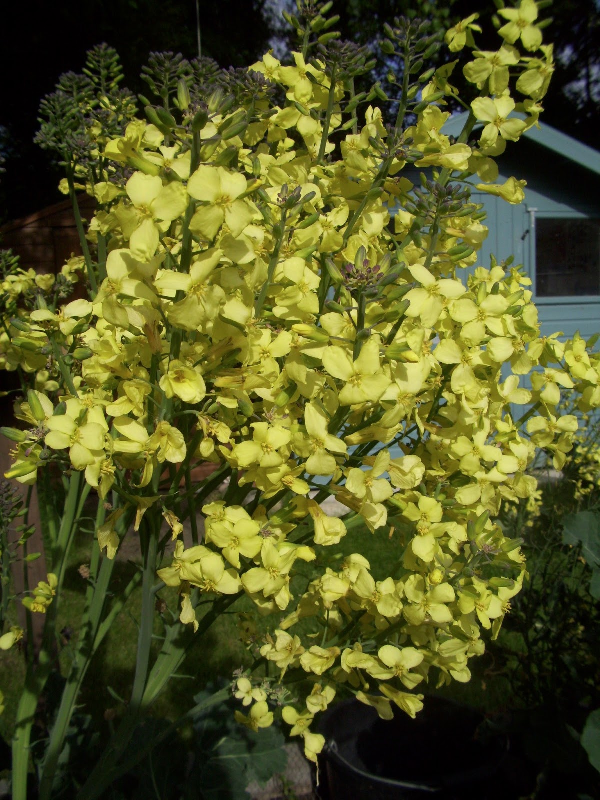Random Seed Gardener Plant of the Week Purple Sprouting Broccoli