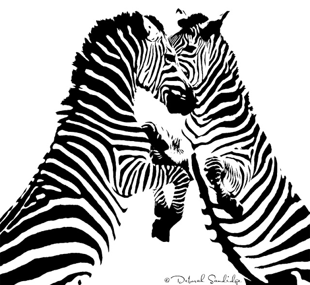 Deborah Sandidge Zebras, black or white stripes?