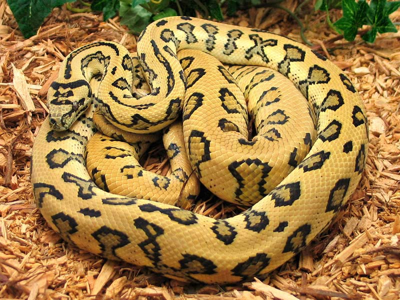 carpet python