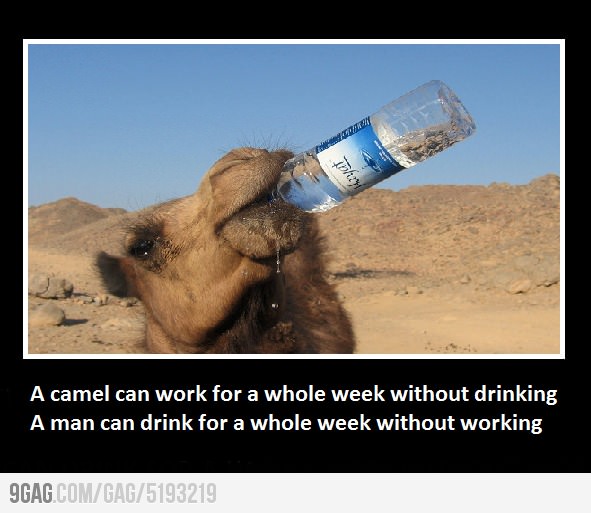 Funny Animal Quotes Funny Camel Quotes