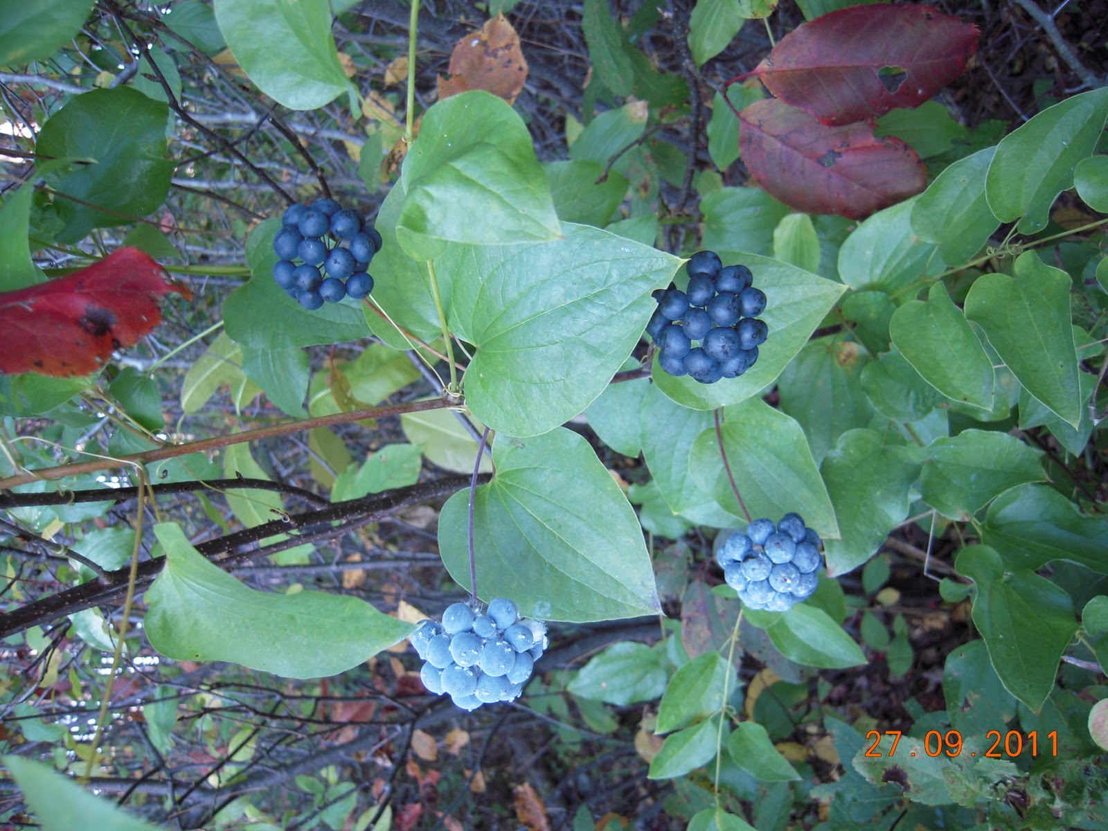 Arundel Nature Centre