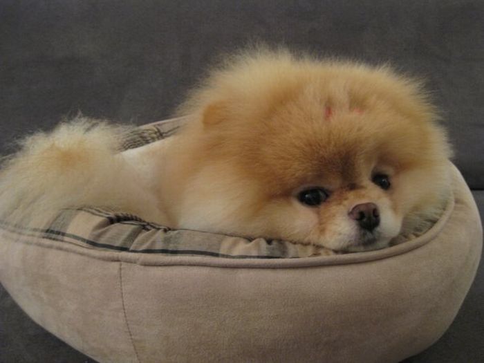pomeranian boo puppies meet boo the cutest pomeranian damn cool pictures pomeranian boo puppies meet boo the cutest pomeranian damn cool pictures
