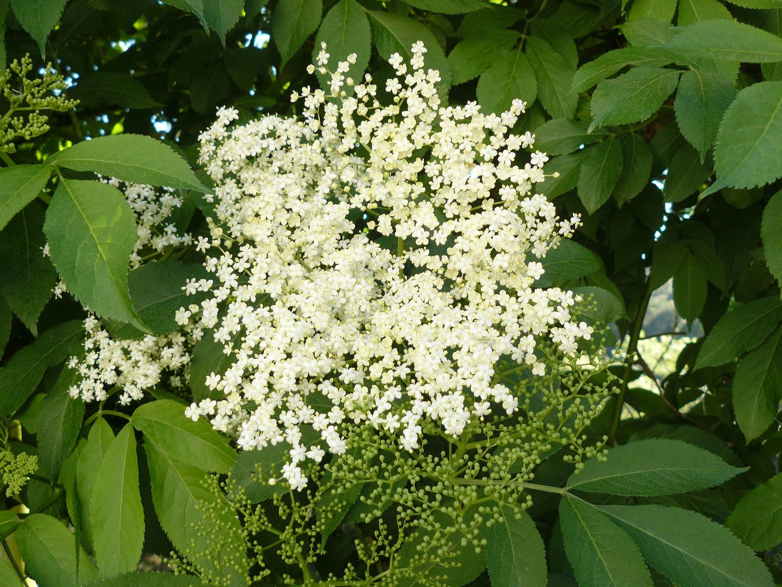 Resultat d'imatges de sauquer