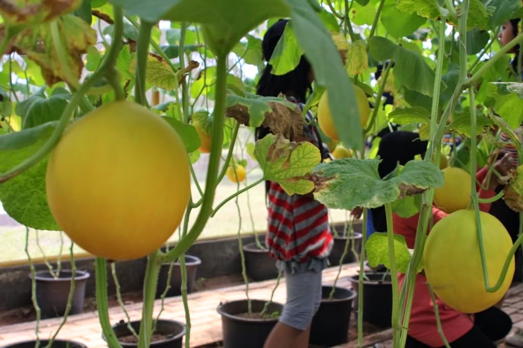 Melon plant Hydroponics Simple but special Learning and Creating a