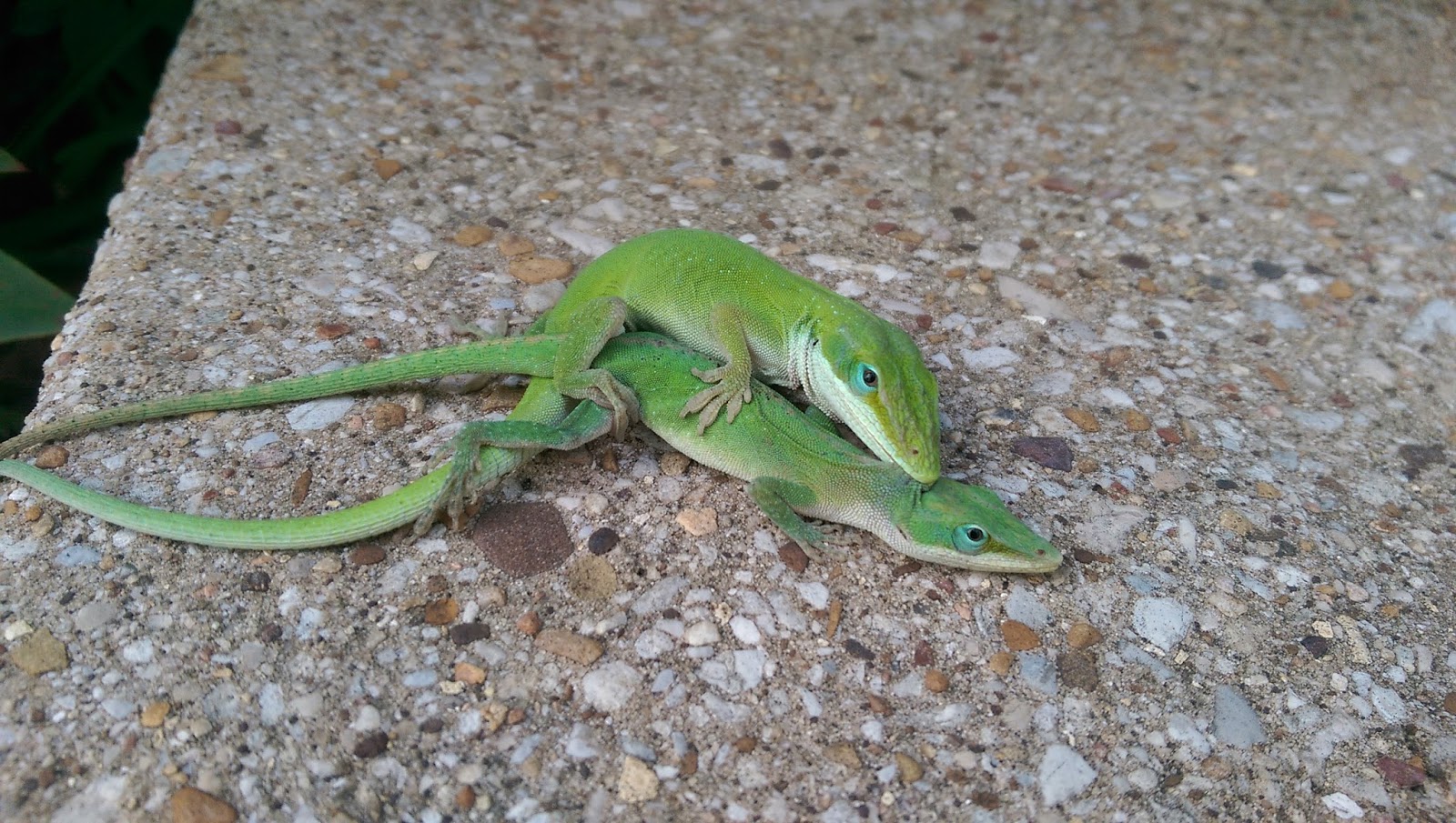 I came out of work August 3 to find these two Green Anole Lizards mating on...