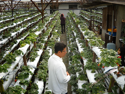 cameron highlands taman agro almashoor