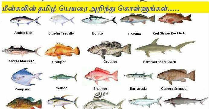 Types Of Fish Tamil Names Fishtankfacts Com Contextual translation of keluthi mean into english. fishtankfacts com