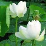 white-lotus-2-150x150.jpg